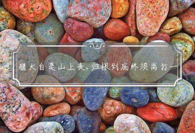 猎犬自是山上丧,归根到底终须离打一生肖，最佳解析落实