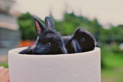 “三七十一零三中，名扬天下美猴王”是代表什么生肖生肖，独家释义词语解析答